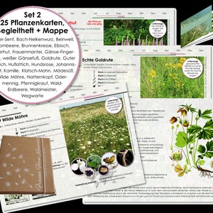 Kaartenset 2 wilde kruiden geneeskrachtige planten Botanica wilde planten geneeskrachtige kruiden huismiddeltjes verzamelen