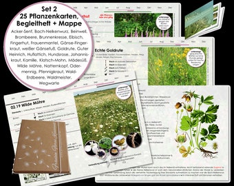 Karten Set 2 Wildkräuter Heilpflanzen Botanica Wildpflanzen Heilkräuter Hausmittel Sammeln