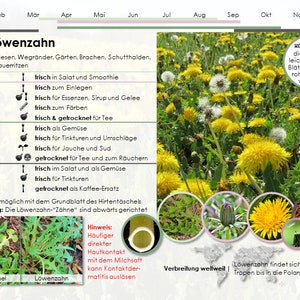 Karten Set 1 Wildkräuter Heilpflanzen Botanica Wildpflanzen Heilkräuter Hausmittel Sammeln Bild 3