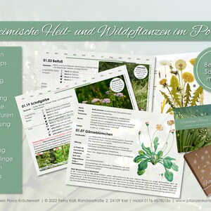 Karten Set 1 Wildkräuter Heilpflanzen Botanica Wildpflanzen Heilkräuter Hausmittel Sammeln Bild 5