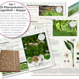 Karten Set 1 Wildkräuter Heilpflanzen Botanica Wildpflanzen Heilkräuter Hausmittel Sammeln Bild 1