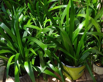 Louisiana walking Iris...large live plants.  NOW BOGO