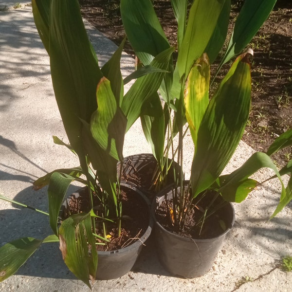 Large Aspidistra Elatior ** CAST IRON PLANTS**  3 gallon container size.  Beat price on Etsy!