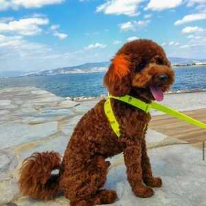 Hundegeschirr mit Schädel, Hundegeschirr aus gelbem Leder, Hundegeschirr mit Namen, Designer-Hundegeschirr, Designer-Hundegeschirr