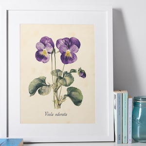Vintage Violet Botanical Print | Botanical Illustration | Edible Flower Wall Art | Antique Floral Poster | Vintage botanical print