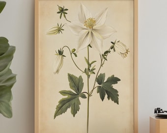 Vintage White Columbine Botanical Print: Elegant Wildflower Wall Art for Nature Lovers