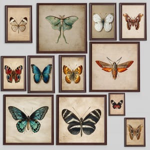 Vintage Butterfly Print Set: Entomology Art, Nature-Inspired Decor (Digital Download