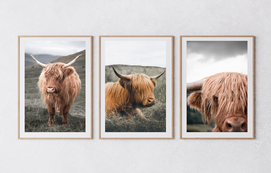 Highland Cow Gallery Wall Set Set of Three Prints Digital - Etsy