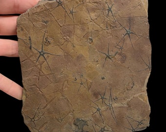 Placa de estrella frágil fósil ~ Ophiopinna Elegans ~ Francia