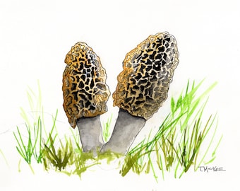 Spring Morel Mushrooms