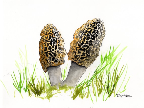 Spring Morel Mushrooms