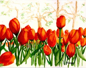 Spring Tulips in Bloom