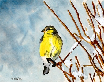 Cold Morning Goldfinch