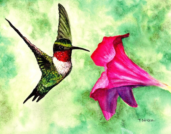 Ruby Throated Hummingbird Watercolor Print: Tony McKee Art, Pink Flower Nature Painting