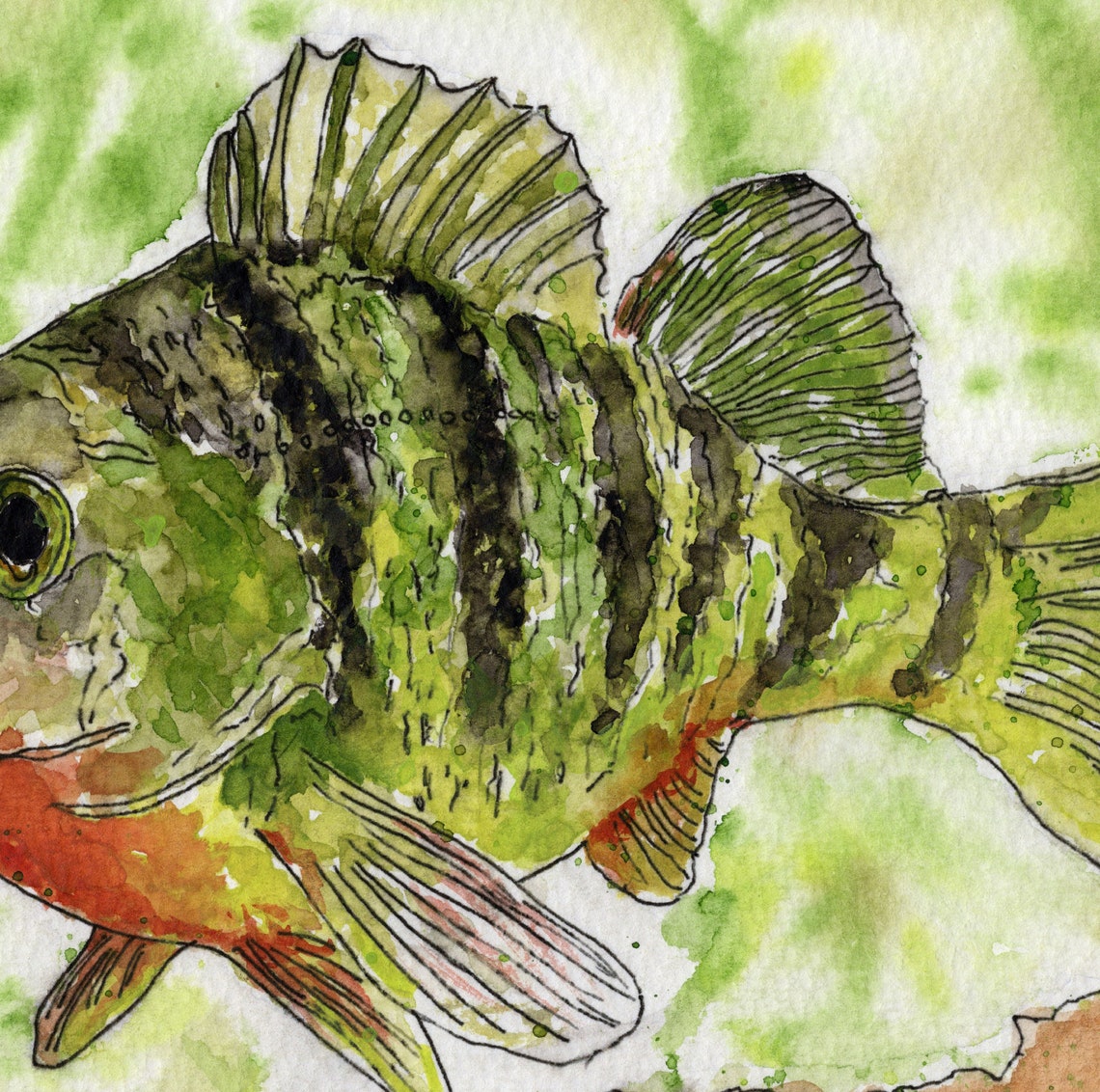 Yellow Perch Watercolor Print: Freshwater Fish Wall Art - Etsy