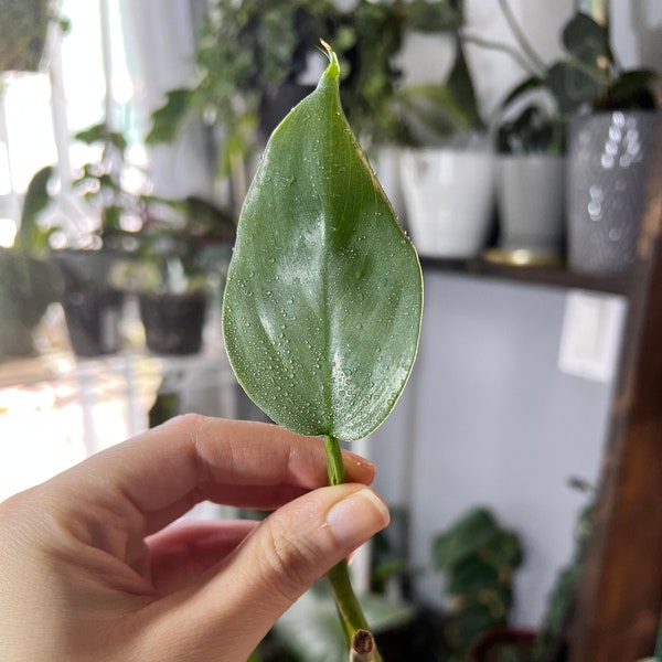 Silver Sword Philodendron Cutting, Easy Care, Cutting for Propagation, Live Plant