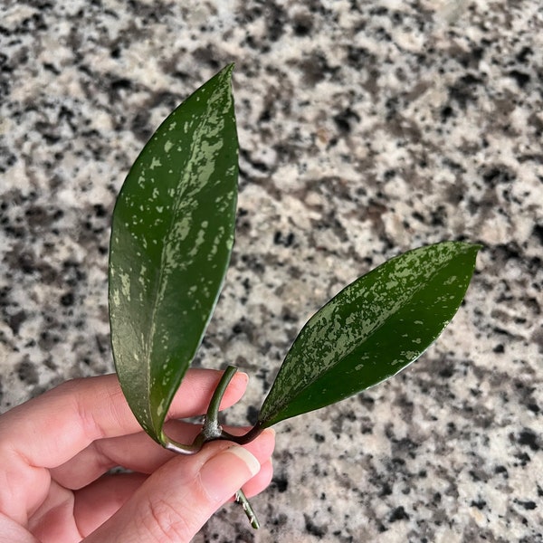 Hoya Pubicalyx Splash Cutting, Wax Plant, Live Plant, Easy Care Hoya