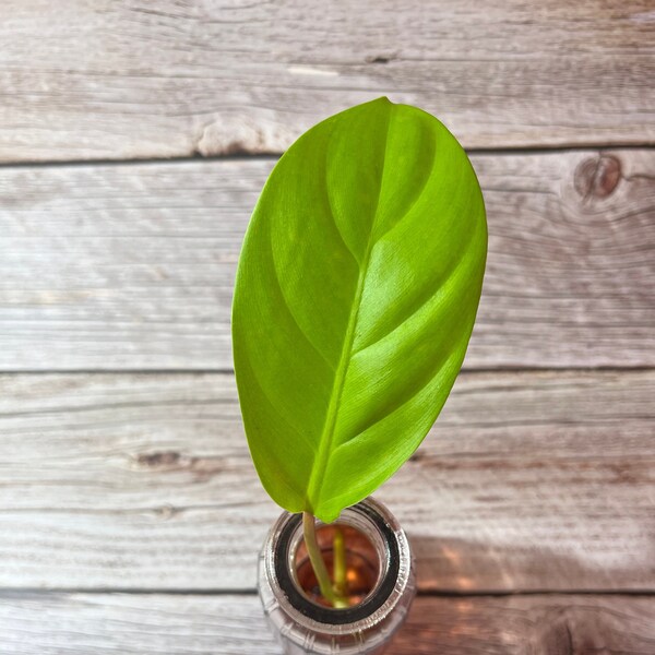 Golden Goddess Philodendron (Philodendron Malay Gold) CUTTING, Live Plant Clipping