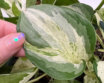 Manjula Pothos Cutting | rare variegated plants, rare plant cuttings, rare pothos cuttings, variegated pothos