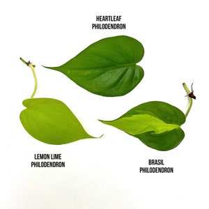 Trio Philodendron Bundle (3) | Houseplant cuttings bundle, plants for propagation, live plant cuttings, exotic plants, rare plant