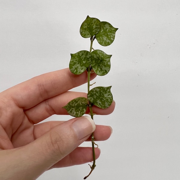 Hoya Curtisii Cutting for propagation | unrooted wax plant cutting