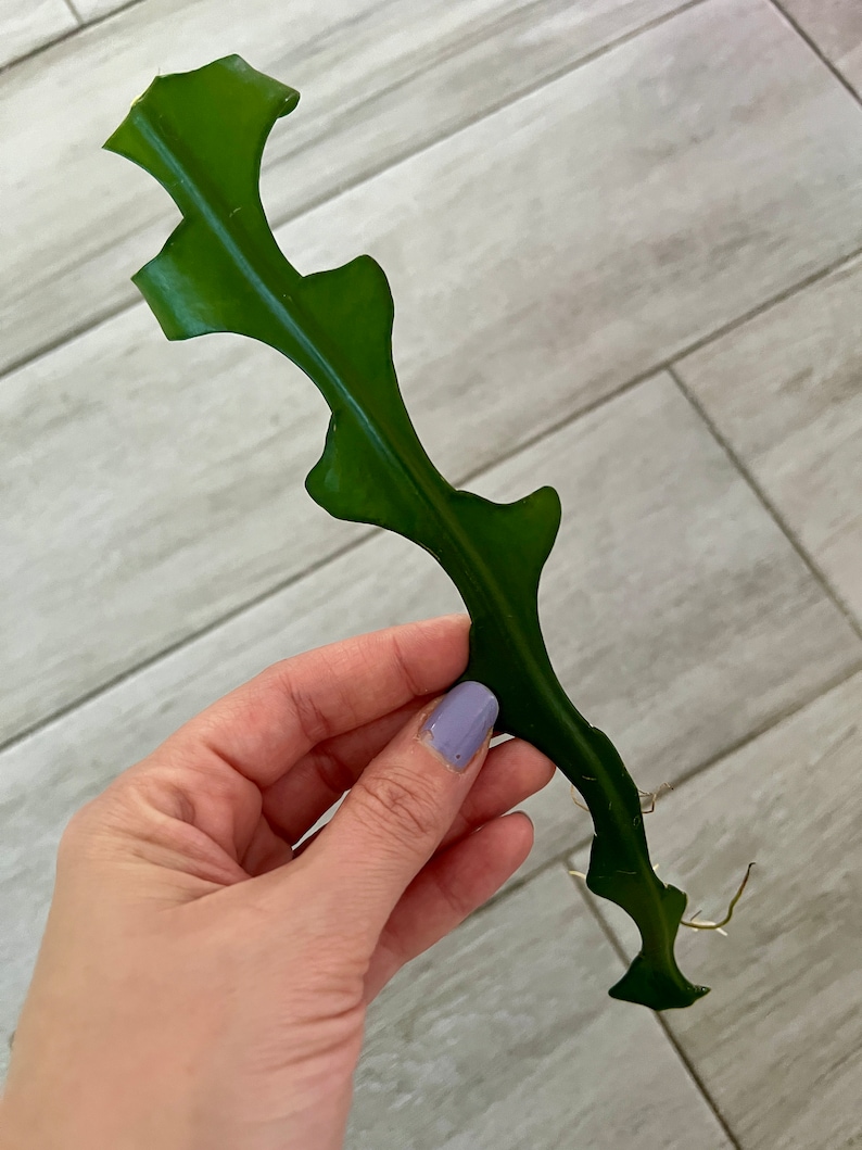 Zig Zag Cactus, Epiphyllum Anguliger, Cutting for Propagation, Ric Rac ...