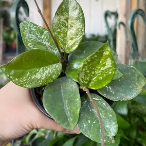Hoya Carnosa Krimson Freckled Splash 4” Plant, Easy Growing, Wax Plant