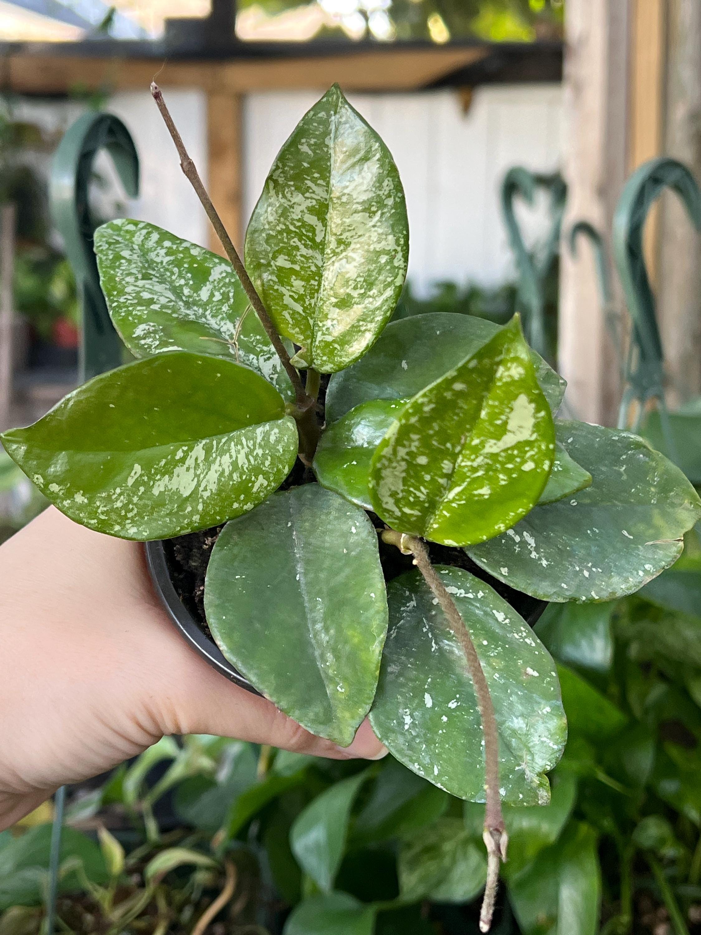 Hoya Carnosa Krimson Freckled Splash 4” Plant, Easy Growing, Wax