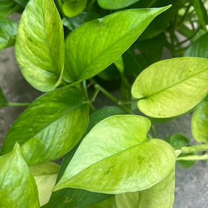 Jessenia Pothos Cutting | House plant cuttings, propagation, variegated cuttings