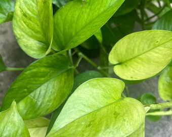 Jessenia Pothos Cutting | House plant cuttings, propagation, variegated cuttings