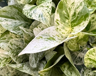 Snow Queen Pothos Cutting for Propagation, Rare Variegated Pothos, Live Plants