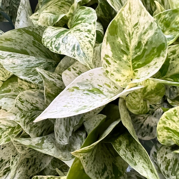 Snow Queen Pothos Cutting for Propagation, Rare Variegated Pothos, Live Plants