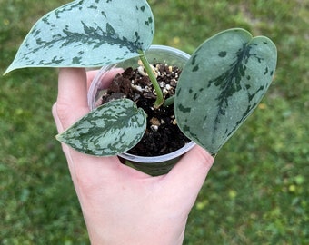 Scindapsus Sentarum - Etsy