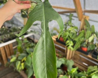 Philodendron Florida Green Cutting, Large Leaf for propagation