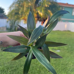 Oyster Plant 4” Plant, Moses in the Cradle, Boatlily Live Plant, Tradescantia Spathacea