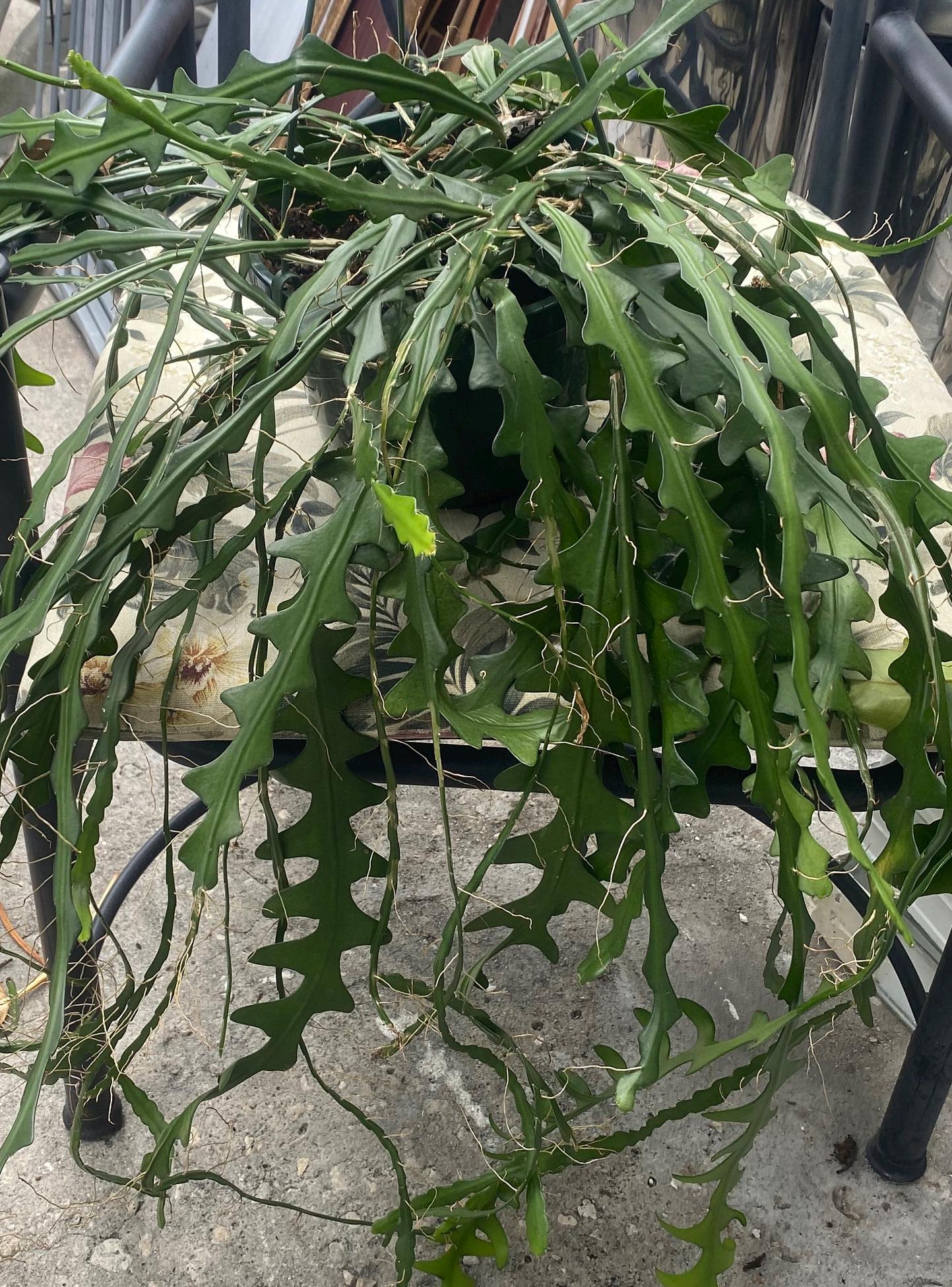Zig Zag Cactus, Epiphyllum Anguliger, Cutting for Propagation, Ric Rac ...