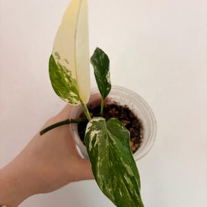 Op de afbeelding: Een kleine bonte plant met langwerpige, puntige bladeren in een doorzichtige plastic pot gevuld met aarde. Het blad vertoont een duidelijk patroon van cr&egrave;mewitte en donkergroene bonte kleuren, waarbij &eacute;&eacute;n blad voornamelijk wit is met groene vlekken.