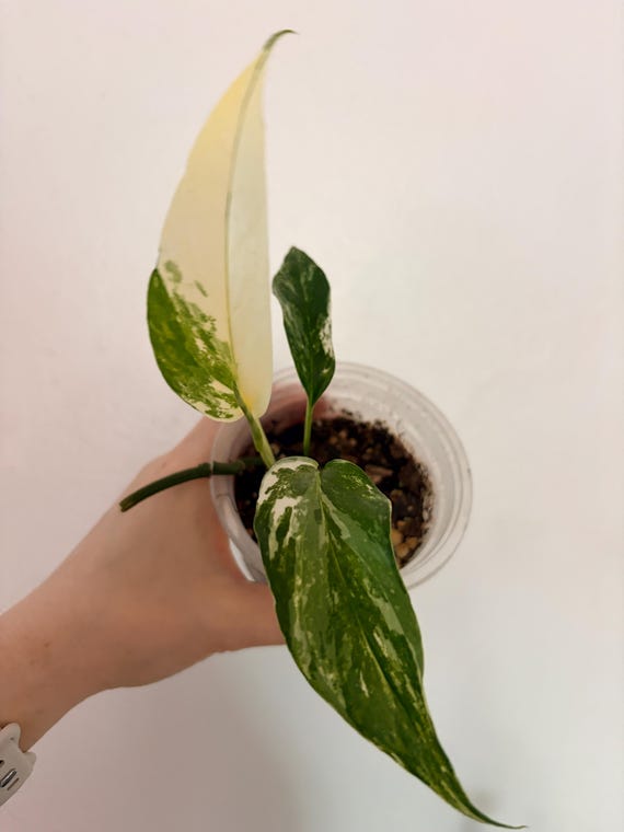 Epipremnum Pinnatum Albo Cuttings or Rooted Plant, Gift, Easy Care Houseplant