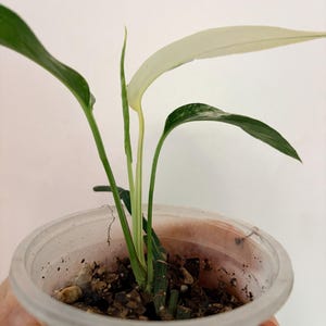 Op de afbeelding: Een kleine bonte plant met langwerpige, puntige bladeren in tinten donkergroen en cr&egrave;mewit, geplant in een doorzichtige plastic beker gevuld met donkere potgrond. De plant heeft een opvallend, bleekwit blad en een slanke groene stengel.