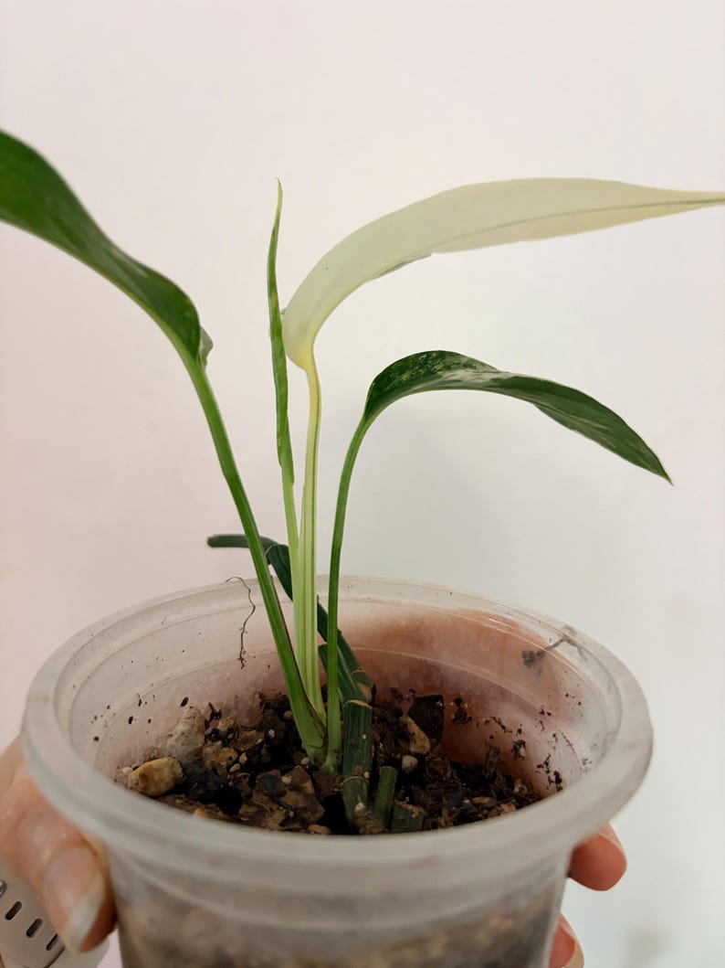 Op de afbeelding: Een kleine bonte plant met langwerpige, puntige bladeren in tinten donkergroen en cr&egrave;mewit, geplant in een doorzichtige plastic beker gevuld met donkere potgrond. De plant heeft een opvallend, bleekwit blad en een slanke groene stengel.