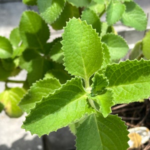 Cuban Oregano Cutting, Organic Spanish Thyme, Mexican Mint, Propagation, Live Plant, Plectranthus Amboinicus, Herb Plant Cuttings
