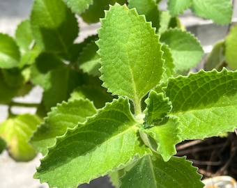 Cuban Oregano Cutting, Organic Spanish Thyme, Mexican Mint, Propagation, Live Plant, Plectranthus Amboinicus, Herb Plant Cuttings