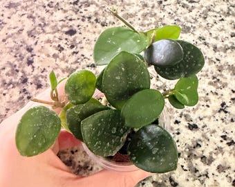 Hoya Mathilde Starter Plant, Easy Growing, Vining Plant