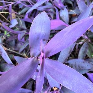 Purple Queen Cuttings, Purple Heart Clippings, Plant Gift, Live Plants