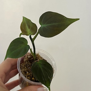 Philodendron Camposportoanum Plant, Rooted in Moss, Easy Care, Live Plant Gift, Climbing Philodendron