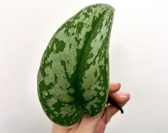 Scindapsus Pictus Exotica Cutting | Silver Pothos Cuttings, Exotica Clipping for Propagation, House Plant Cuttings, Rare Plant Cuttings