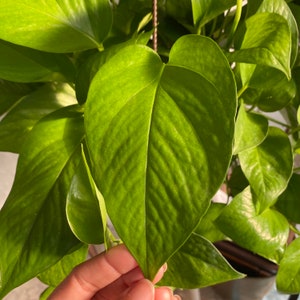 Jade Pothos Cutting | Pothos Cuttings, houseplant cuttings for propagation, live plant cuttings