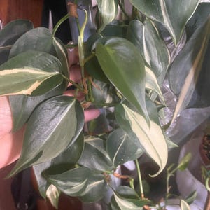 Philodendron &#39;Rio’ Hederaceum Plant, Variegated Tropical House Plant, Live Plant