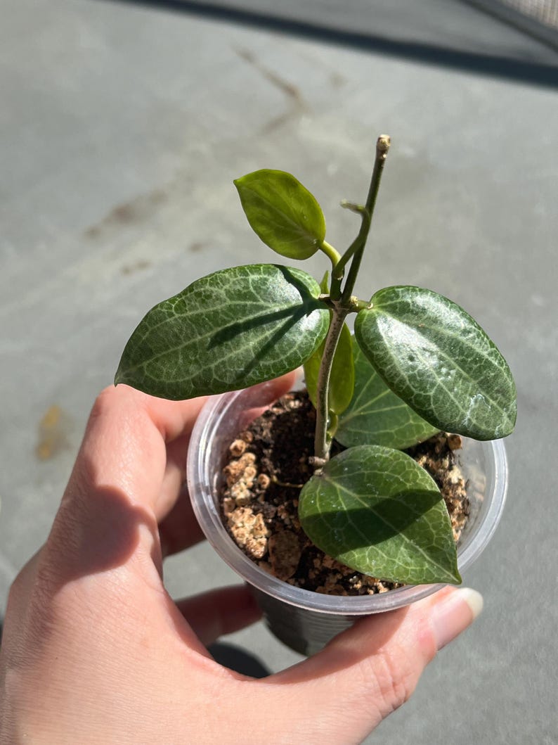 Hoya Fitchii Plant - Thumbnail 4