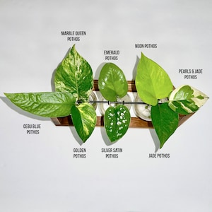 Pothos Variety Bundle | unrooted house plant cuttings for propagation, the perfect plant lover gift